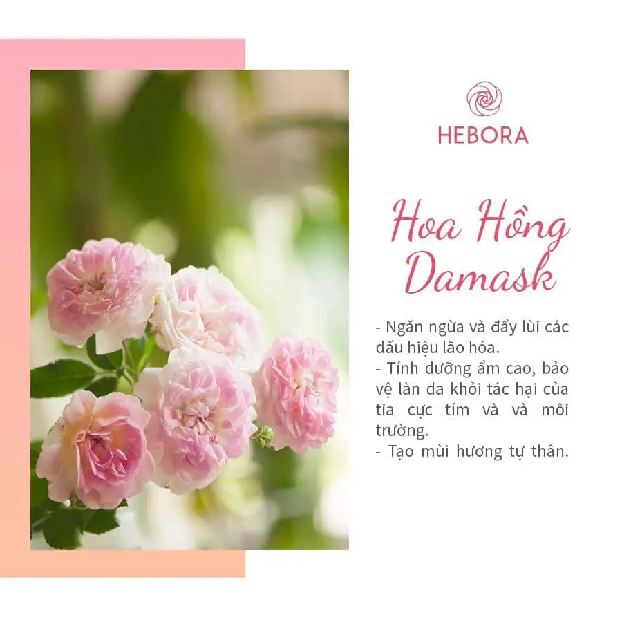 Hoa hồng Damask - Thành phần viên uống Hebora