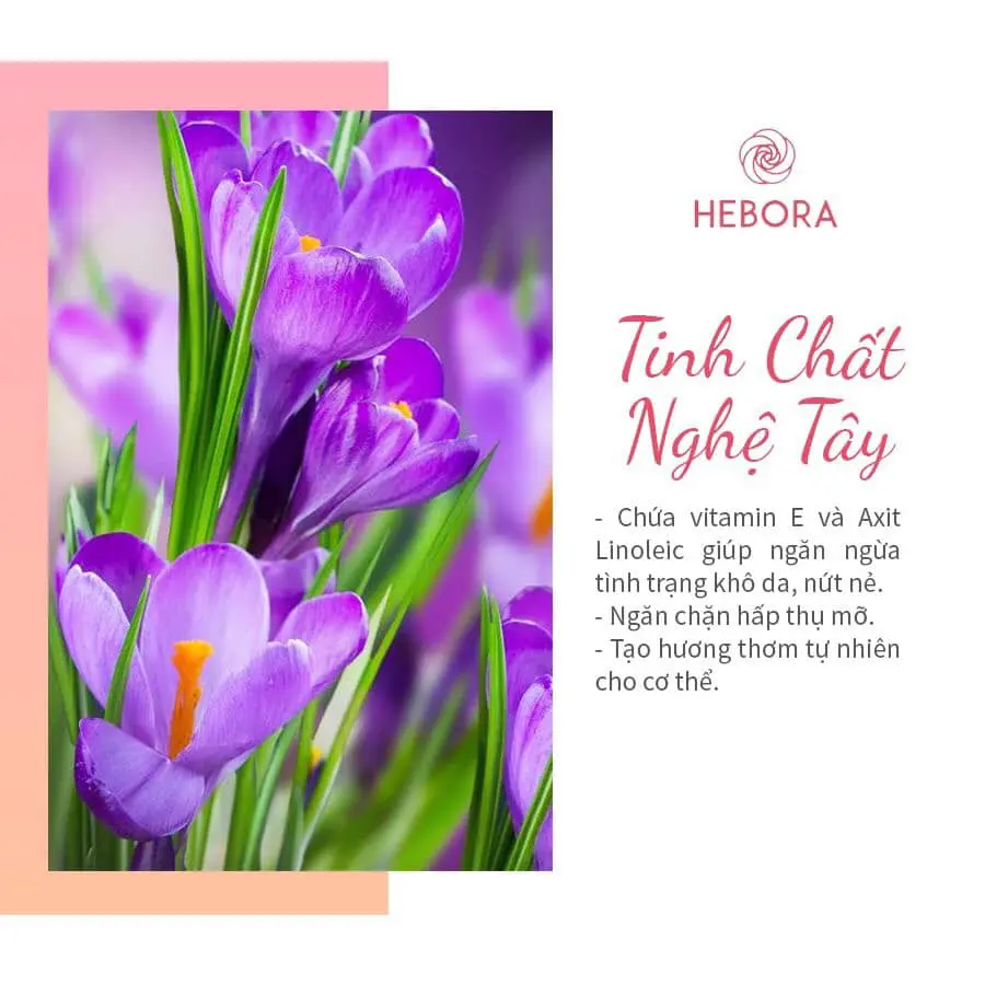 Tinh chất hoa Nghệ Tây - Thành phần viên uống Hebora