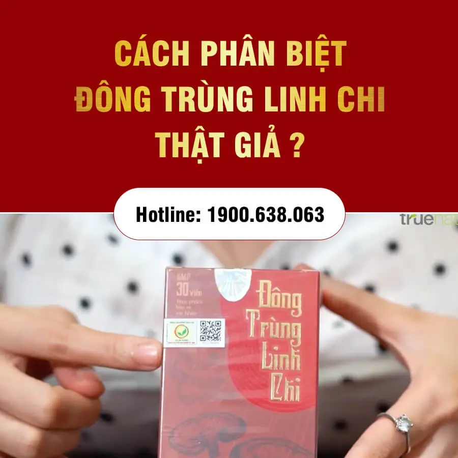 cách phân biệt đông trùng linh chi thật giả myphamhera.com