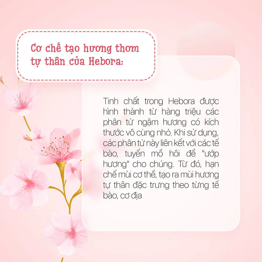 cơ chế tạo hương thơm tự thân của hebora myphamhera.com