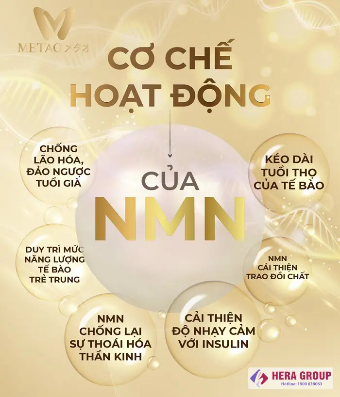 Cơ chế hoạt động của NMN